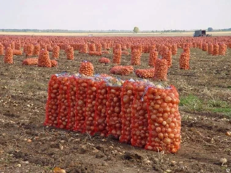 От Южной Америки до каждой кухни - путь картофеля по планете